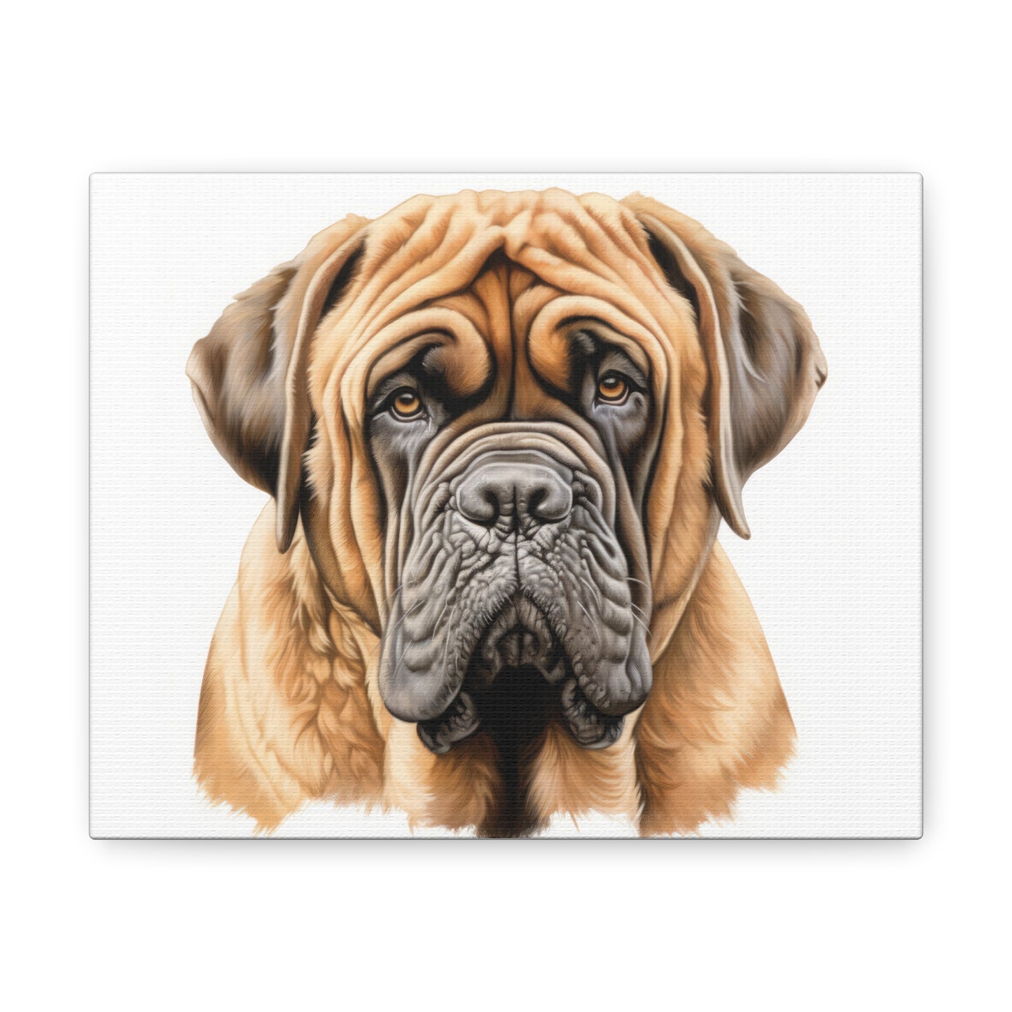 English Mastiff Canvas Gallery Wraps